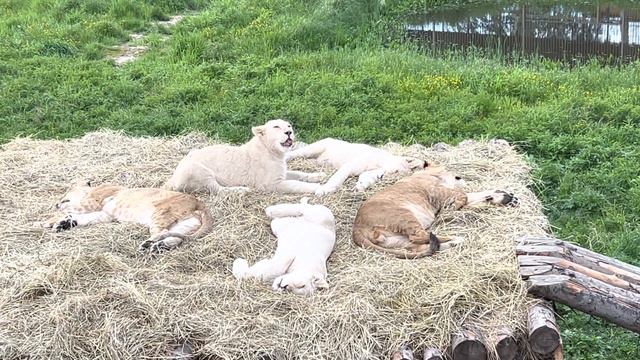 Львы / Парк Львов «ЗЕМЛЯ ПРАЙДА» смотреть онлайн