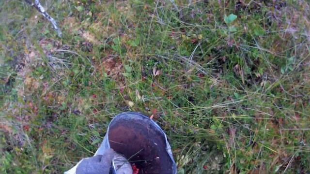 Сбор клюквы,ч 2. смотреть онлайн