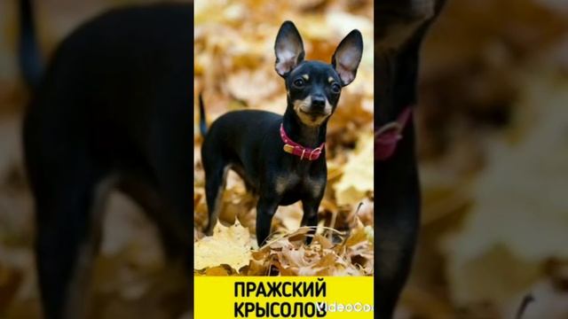 Породы собак, которые ты точно путал! #топ #собаки смотреть онлайн