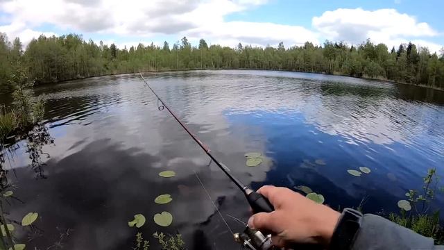 НЕ ДУМАЛ что в этом БОЛОТЕ ЕСТЬ РЫБА! Ловля щуки. Рыбалка на спиннинг. Щука на спиннинг смотреть онлайн