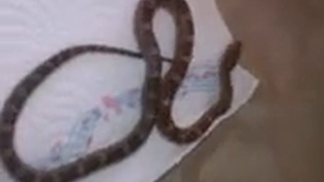 Pantherophis Guttatus(Corn Snake) смотреть онлайн