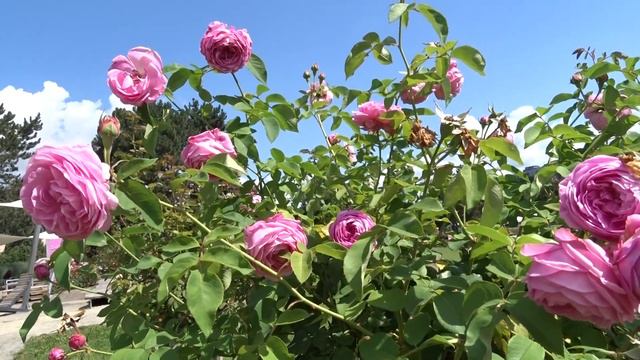 Rosa ´Louise Odier´ смотреть онлайн