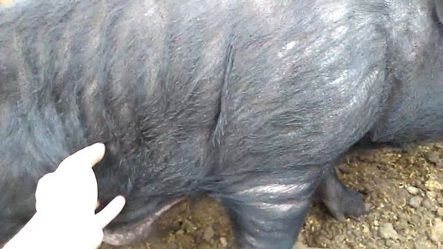 Хряк азиатской вислобрюхой свиньи смотреть онлайн