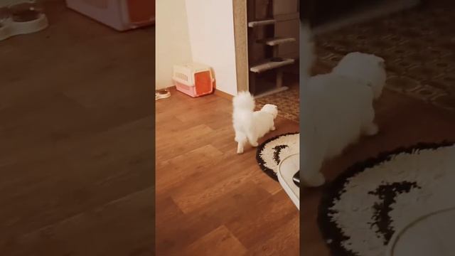 прыжок гепарда ? смотреть онлайн