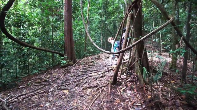 В гостях у орангутангов. Суматра, Букит Лаванг (Bukit Lawang)