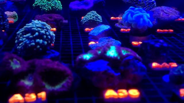 New Euphyllia Coral and J & L Aquatics Reef Aquarium Store Tour смотреть онлайн