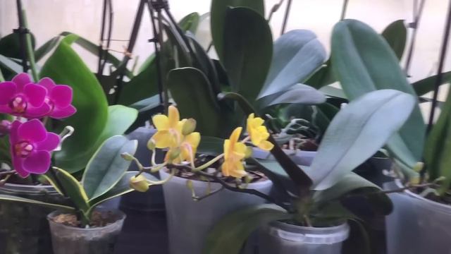 Буду вас удивлять и себя немного смотреть онлайн