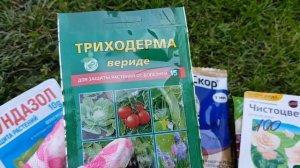 Болезни лилий. СЕРАЯ ГНИЛЬ на лилиях. Как ПРАВИЛЬНО ЛЕЧИТЬ, чтобы ВЫЛЕЧИТЬ