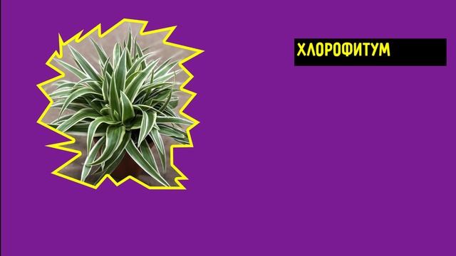 Самые Полезные Комнатные Растения для Вашего Дома! смотреть онлайн