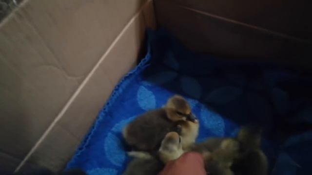 РОЖДЕНИЕ ГУСЕНКА ИЗ ЯЙЦА! смотреть онлайн