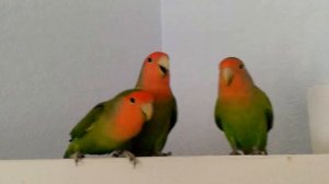 Пение попугайчиков-неразлучников