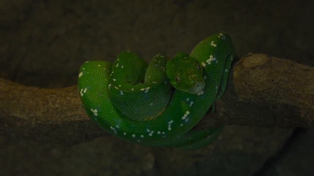 nature | python | snake | reptile | forest | beautiful scenery | relaxing & real clip | ??⛰️?️????❤ смотреть онлайн