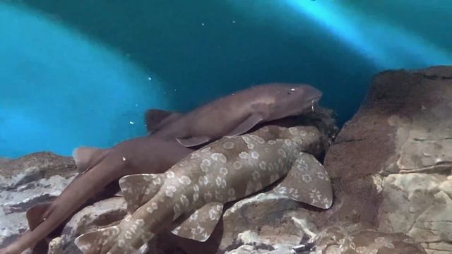Facts: The Grey Bamboo Shark смотреть онлайн
