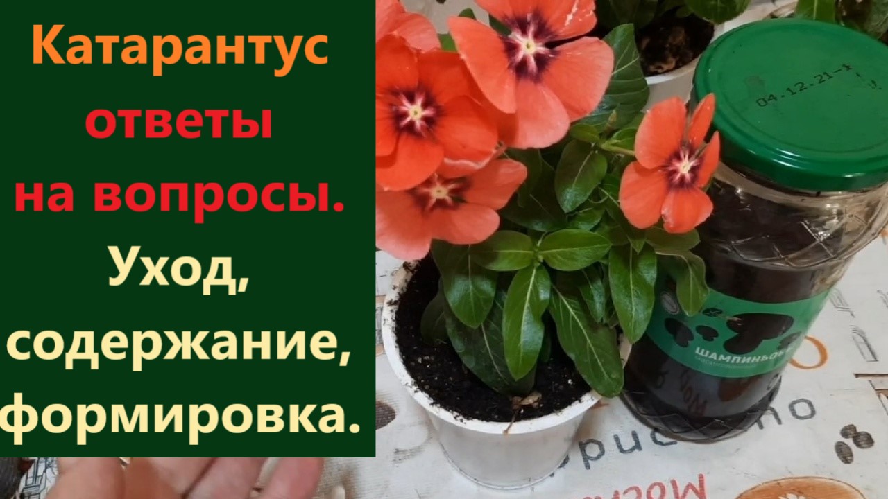 Ответы на вопросы. Катарантус- уход/ содержание/ формировка. Разберем основные моменты. смотреть онлайн