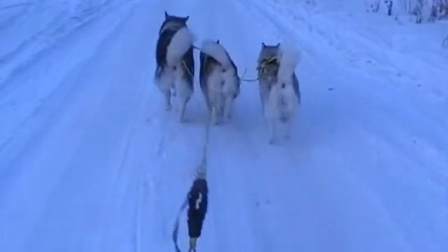 Очередная тренеровка маламутов. 12.01.2017г. смотреть онлайн
