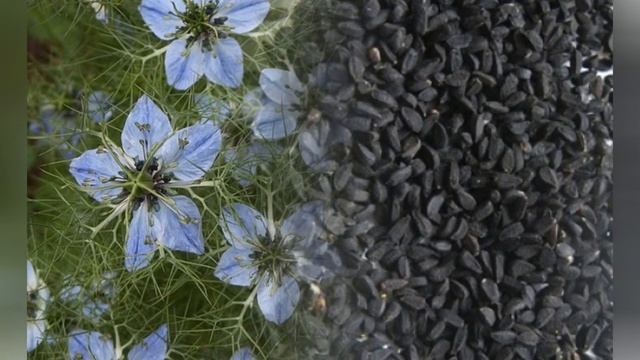 ЧЕРНУШКА,  НИГЕЛЛА (NIGELLA)