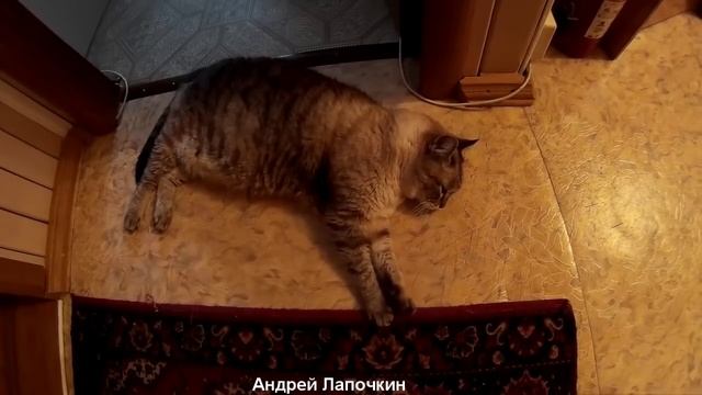 Тайная жизнь домашних животных. Реальная и Тайная жизнь домашних котов. Сны и фантазии котов смотреть онлайн