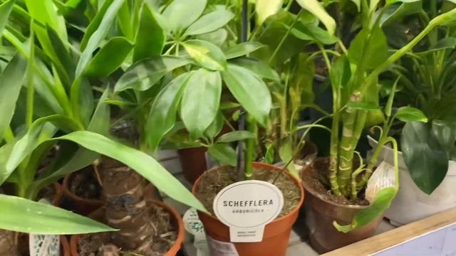 Обзор орхидей в Леруа Мерлен || Разочарование и красота цветов ? смотреть онлайн