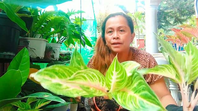 Lemon Panama At Red Panama Aglaonema Repotting/from Small To Medium 🌱🌱