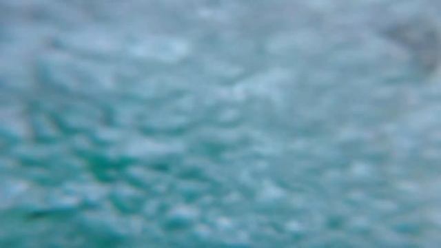 Адлер Дельфа Морская прогулка смотреть онлайн