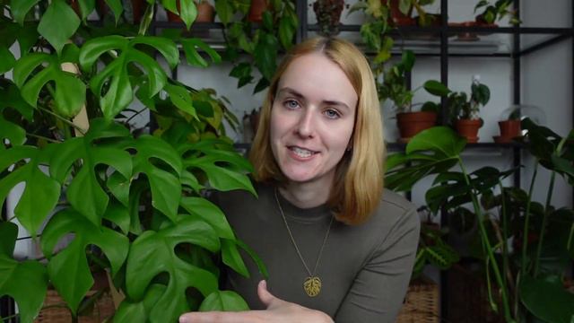 Rhaphidophora Tetrasperma Care Guide | Grow It Big & Bushy 😏