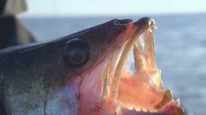 Водоемы России. Рыбинское водохранилище