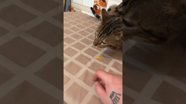 Боня бенгальский кот очень любит кушать чипсы
