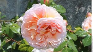 РОЗЫ. КЛАССИФИКАЦИЯ: ГРУППЫ, ТИПЫ РОЗ. ЧАСТЬ 1