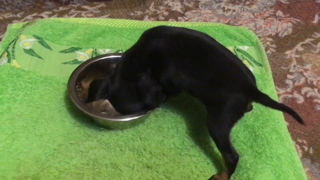 Щенки той- терьера смотреть онлайн