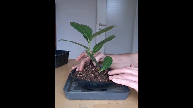 Potting my rooted Prunus Laurocerasus cuttings смотреть онлайн