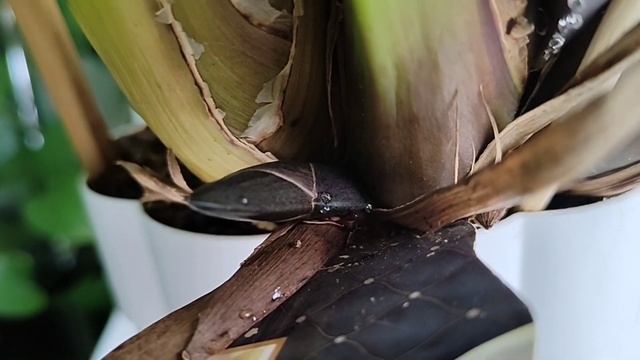 цветение цимбидиумов в марте смотреть онлайн