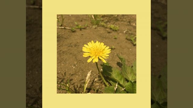 Dandelion (single ver.) смотреть онлайн