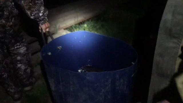 Зарыбление клариево сома РК «Фишка» Петряиха смотреть онлайн