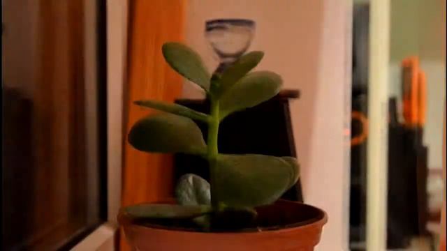 Денежное дерево растёт смотреть онлайн