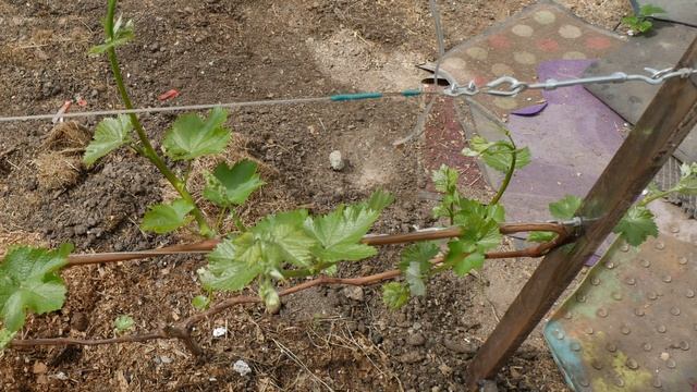 Сравните -Теплица и открытый грунт для винограда смотреть онлайн