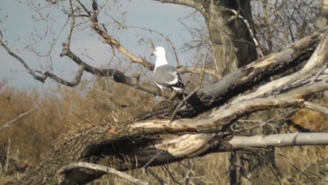 Злая чайка, территория обитания и гнездования #ru_kompass #чайки #орнитолог