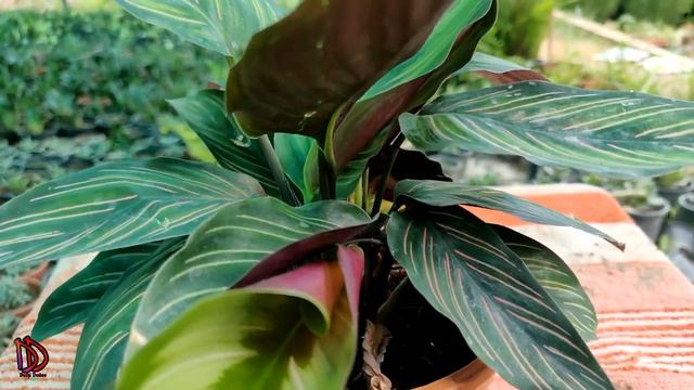Best Indoor Plants For Your House & Apartment | Decorative Indoor Plants CALATHEA смотреть онлайн