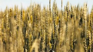 Пшеница в Русском поле. Поле Пшеницы | Футажи красивая природа [FullHD]