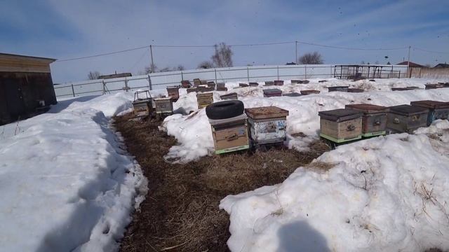 Весна в Сибири Пчеловодство 2021 Первый облет Отравили в округе всех пчел  Пришел соболь на пасеку