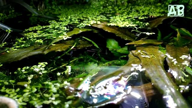 Обзор моих аквариумов в мае 2019, а так же малявочник с данюшками! смотреть онлайн