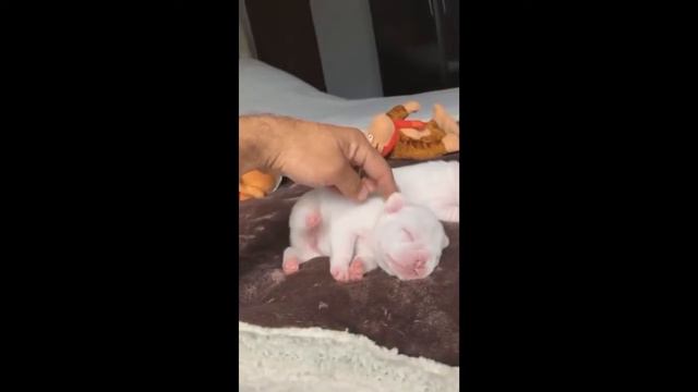 Смешные видео про собак смотреть онлайн