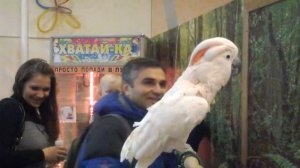 Говорящий какаду в Москве - 8 965 380-13-11 Москва