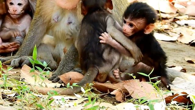 What a pity on newborn | Mum tear legs of baby monkey |Why mommy do this #333 смотреть онлайн