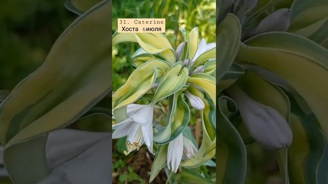 31. Caterine хоста плотный лист сиреневый цветок смотреть онлайн