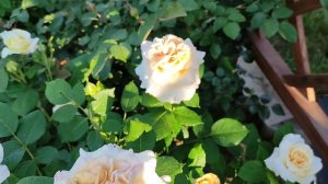 РОЗА. Comtessa, Tantau, 2006, обзор сорта.