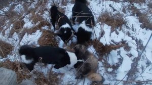 РУССКО - ЕВРОПЕЙСКАЯ ЛАЙКА.ОХОТА.ЗАГРАЙ- ПУЛЯ - ТАЙГА.Не то что мы хотели.