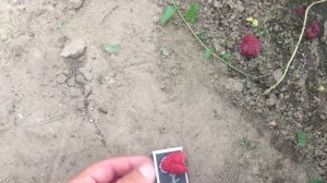 Самый лучший ранний сорт малины. Малина сорта Лячка (Ляшка).