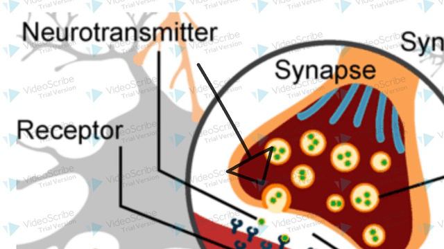 Synaptic Transmission смотреть онлайн