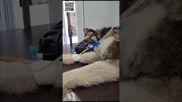 Новый ШАНС НА ЖИЗНЬ! Нашли ДОНОРА КРОВИ для смертельно больной собаки! Последняя НАДЕЖДА для Луны! смотреть онлайн