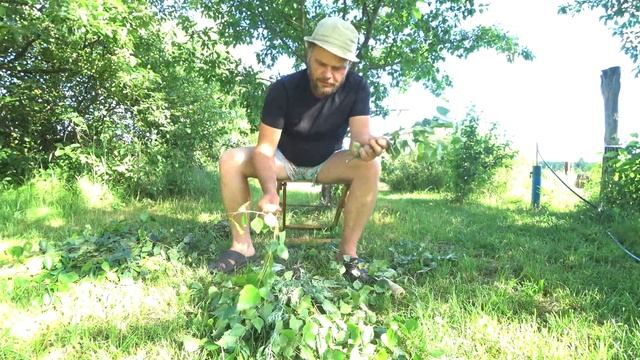 Березовый веник.Как делать и как правильно запарить. смотреть онлайн